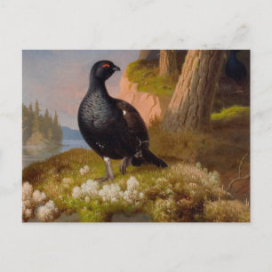 Ferdinand von Wright Black grouses CC0065 Briefkaart