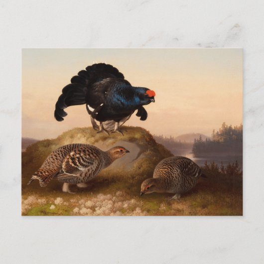 Ferdinand von Wright Blackgrouses CC0822 Briefkaart (Voorkant)