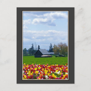 Ferme aux Tulipes - Carte postale