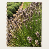 Ferme de Lavender (Devant)