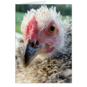 Fermer et personnel avec un Frizzle