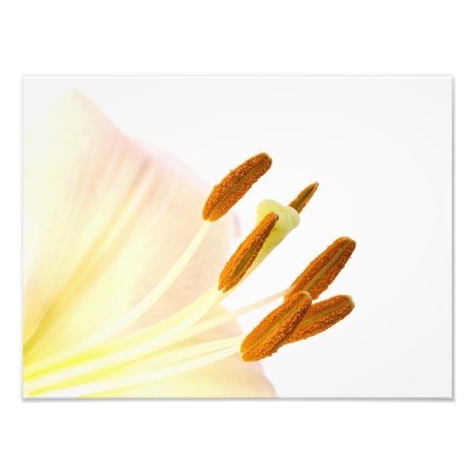 Fermer la photo d'étamine du lis (Devant)