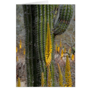 Fermer Les Cactus Et L'Agave