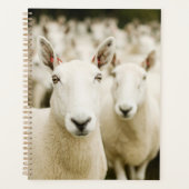 Fermes | Troupeau de moutons (Devant)