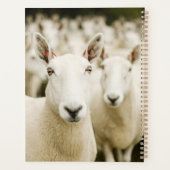 Fermes | Troupeau de moutons (Dos)