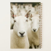 Fermes | Troupeau de moutons (Dos)