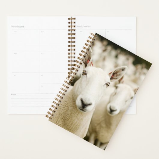 Fermes | Troupeau de moutons (Devant avec enveloppe)