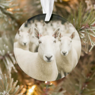 Fermes Troupeau de moutons