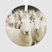 Fermes | Troupeau de moutons (dos)