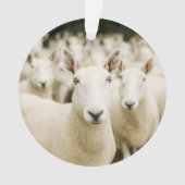 Fermes | Troupeau de moutons (devant)