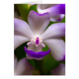 fermeture de Orchid Flower