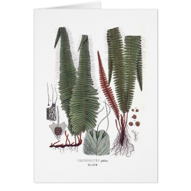 Fern (Voorkant)