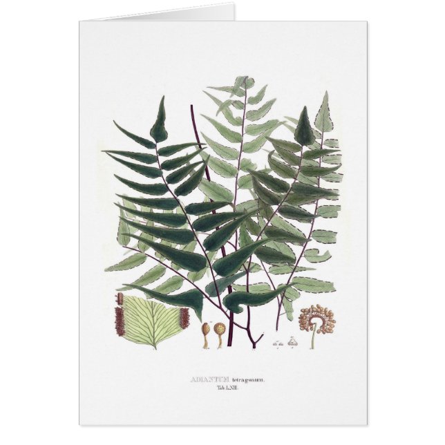 Fern (Voorkant)