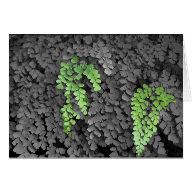 Fern (Devant horizontal)