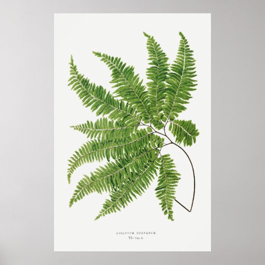 Fern 2 poster (Voorkant)