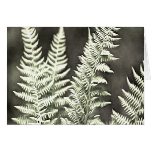 Fern Artistic Abstract