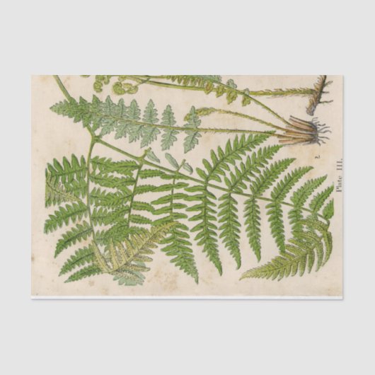 Fern  botanisch weefselpapier tissuepapier (Voorkant)