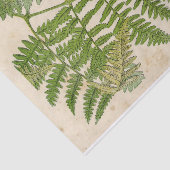 Fern  botanisch weefselpapier tissuepapier (Detail)
