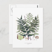 Fern Briefkaart (Voorkant / Achterkant)