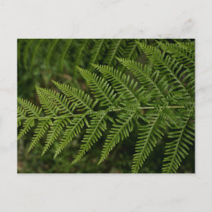 Fern Briefkaart