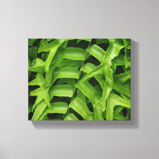 Fern Canvas Afdruk
