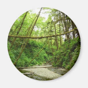 Fern Canyon I in Redwood National Park Magneet