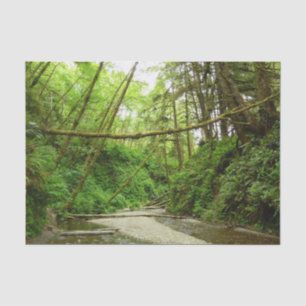 Fern Canyon I in Redwood National Park Tissuepapier