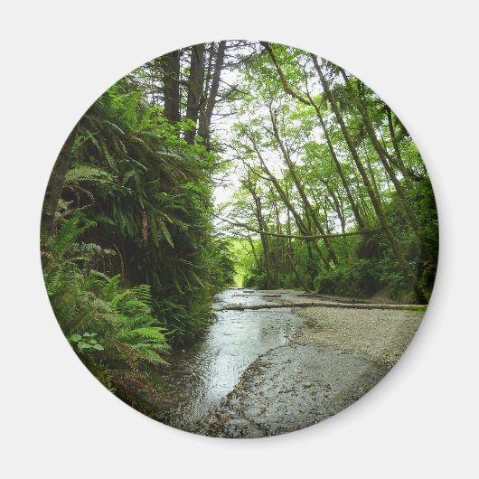 Fern Canyon II in Redwood National Park Magneet (Voorkant)