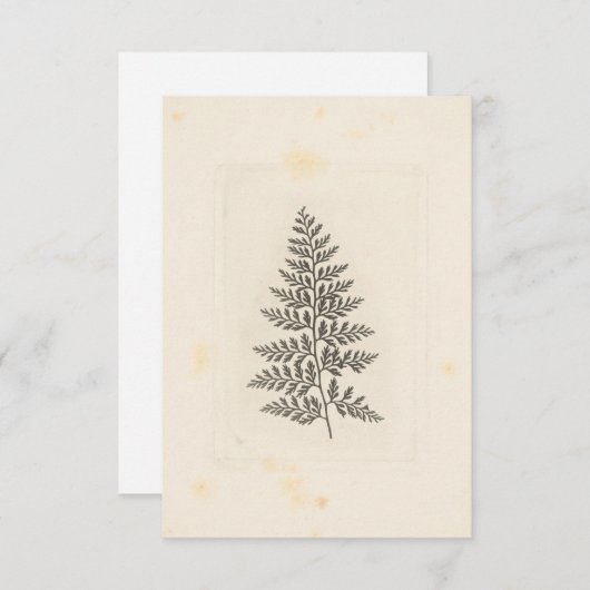 Fern Correspondence Woodland Forest Natuur Notitiekaartje (Voorkant / Achterkant)