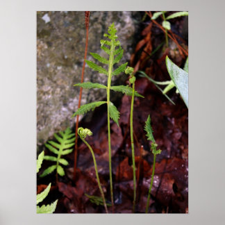 Fern door StoneWall Poster