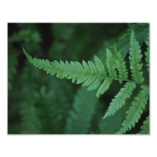 Fern Foto Afdruk (Voorkant)