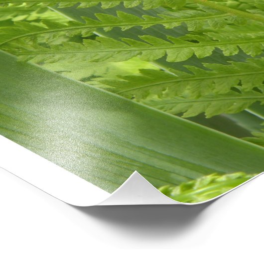 Fern Foto Afdruk (Hoek)