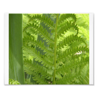 Fern Foto Afdruk