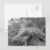 Fern Friendly Briefkaart (Voorkant / Achterkant)