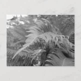 Fern Friendly Briefkaart