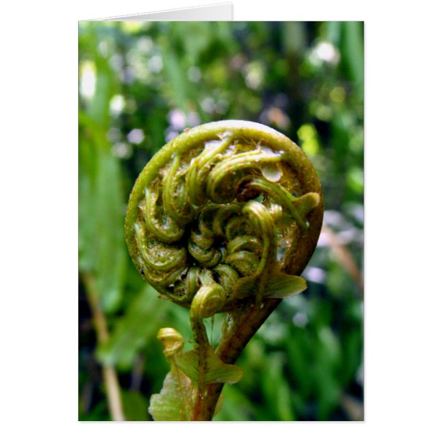 Fern Frond (Devant)