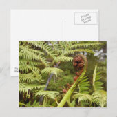 Fern Frond, New Zealand Briefkaart (Voorkant / Achterkant)