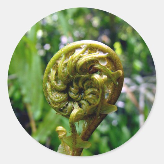 Fern Frond Ronde Sticker (Voorkant)