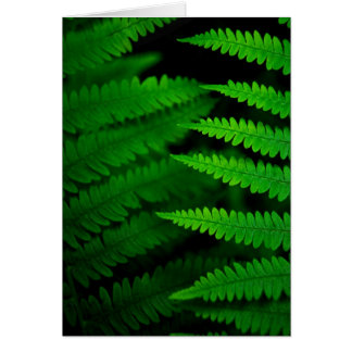 Fern Fronds