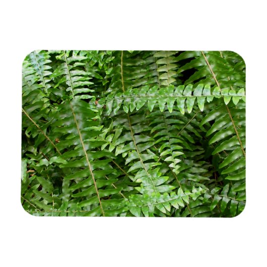 Fern Fronds I Green Nature Magneet (Horizontaal)