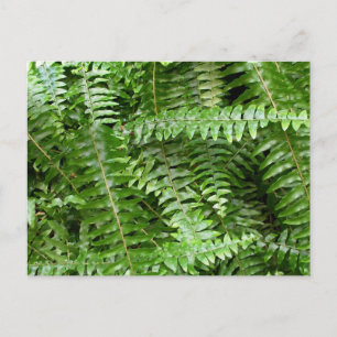 Fern Fronds I Green Natuur Briefkaart