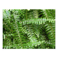 Fern Fronds I Green Natuur
