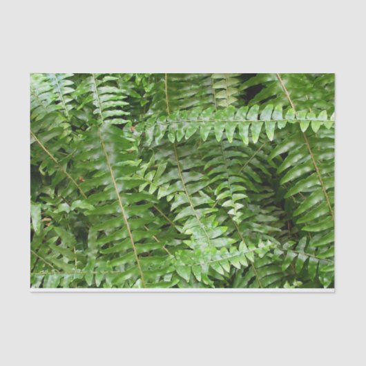 Fern Fronds I Green Natuur Tissuepapier (Voorkant)