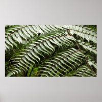 Fern Fronds II Donkere groene Natuur
