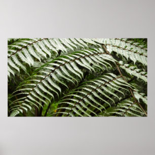 Fern Fronds II Donkere groene Natuur Poster