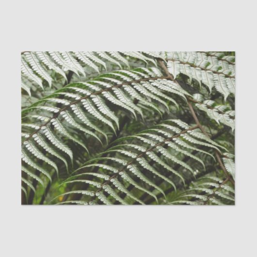 Fern Fronds II Donkere groene Natuur Tissuepapier (Voorkant)