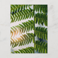 fern golly