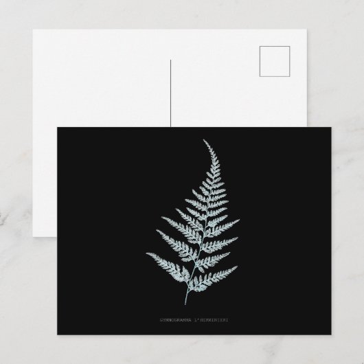 Fern - Gymnogramma L'herminieri. Röntgenfoto-effec Briefkaart (Voorkant / Achterkant)