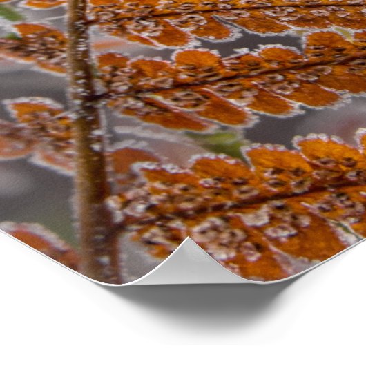 Fern Leaf met Icy Frost in een koude Natuur - Poster (Hoek)