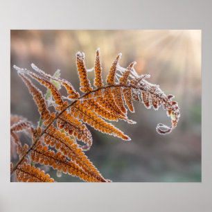 Fern Leaf met Icy Frost in een koude Natuur - Poster